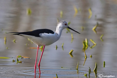 Cavaliere d'Italia-Black-winged Stilt (Himantopus himantopus)