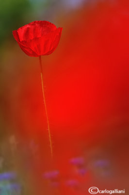 Papaver rhoeas - Poppies