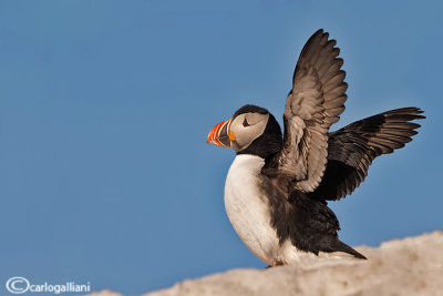 Pulcinella di mare-Atlantic Puffin (Fratercula arctica)