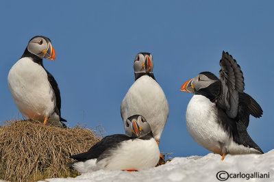 The Puffin group