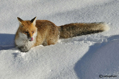 Volpe-Red Fox  (Vulpes vulpes)