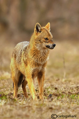 Sciacallo dorato -Golden jackal (Canis aureus) Female 