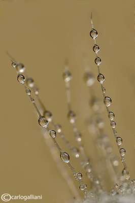 Drops