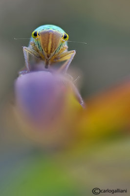 Cicadella viridis