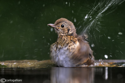 Tordo bottaccio - Song Thrush (Turdus philomelos )