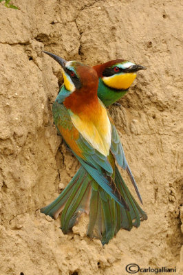 Gruccione - Bee eater - (Merops apiaster)