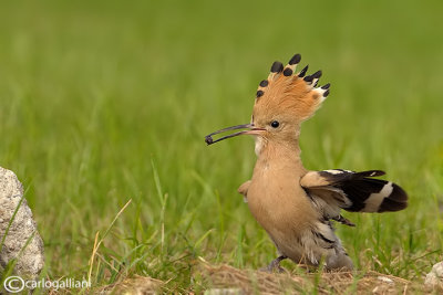 Upupa- Hoopoe (Upupa epops)