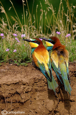 Gruccione-European Bee-eater (Merops apiaster)