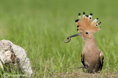 Upupa- Hoopoe (Upupa epops)