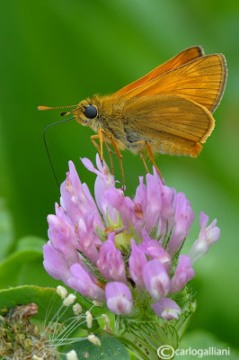 Ochlodes venatus