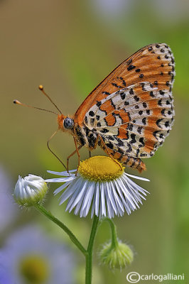 Melitaea didyma