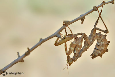 Blepharopsis mendica