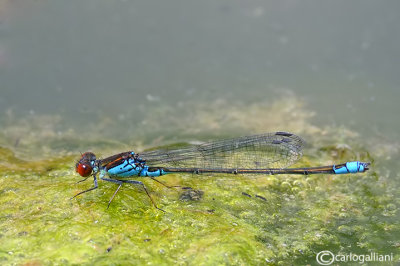   Erythromma viridulum male