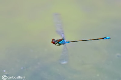 Erythromma viridulum male