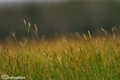 Fields