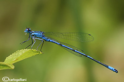 Coenagrion puella male