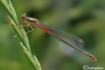 Ceriagrion tenellum female