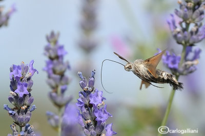 Macroglossum stellatarum