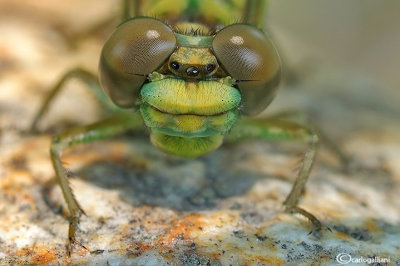 Onycogomphus uncatus juvenile