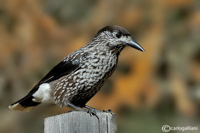 Nocciolaia- Spotted Nutcracker(Nucifraga caryocatactes) 