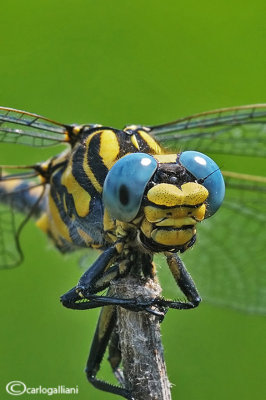 Onycogomphus uncatus