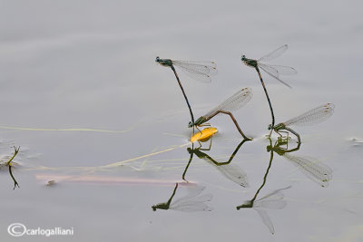 Platycnemis pennipes