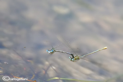 Platycnemis pennipes