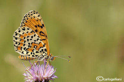 Melitaea didyma