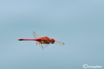 Trithemis annulata