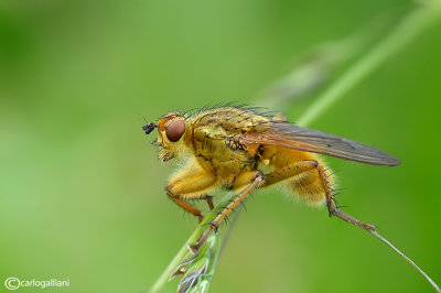 Scatophaga stercoraria