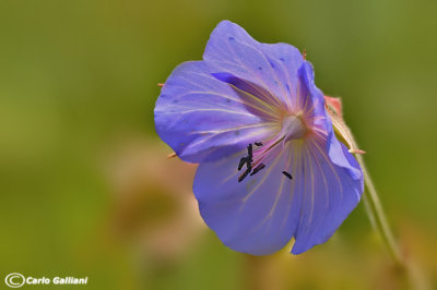 Geranium sp.