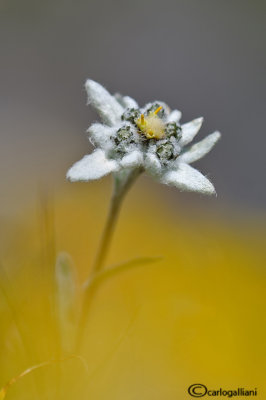 Edelweiss  (Leontopodium alpinum)