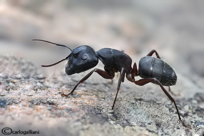 Camponotus herculeanus