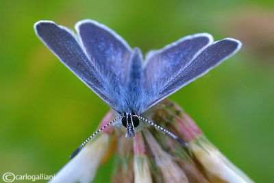 Cyaniris semiargus