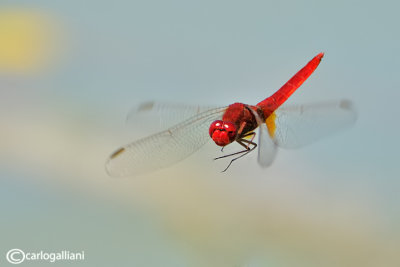 Crocothemis erythraea