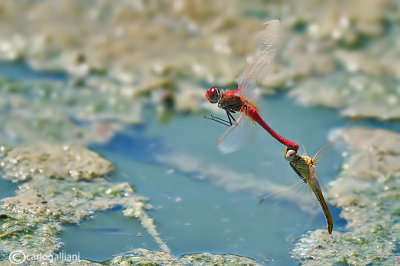 Sympetrum fonscolombei 