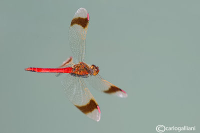 Sympetrum pedemontanum