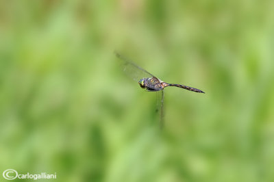 Somatochlora flavomaculata