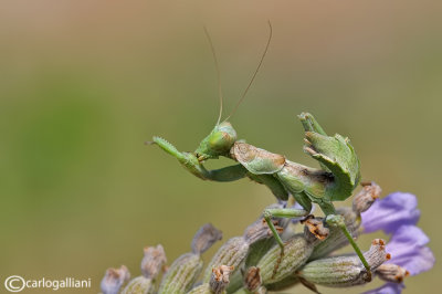 European Dwarf Mantis - Ameles spallanzania