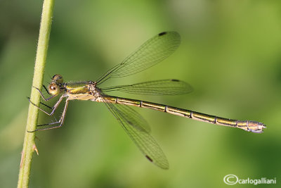 Lestes virens female