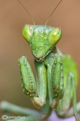 European Dwarf Mantis - Ameles spallanzania