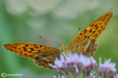 Argynnis paphia