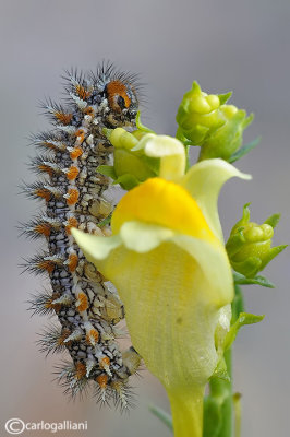 Melitaea didyma 