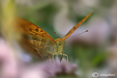 Argynnis paphia