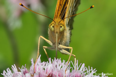 Argynnis paphia