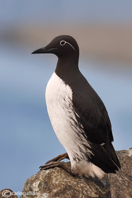 Uria-Guillemot (Uria aalge) 