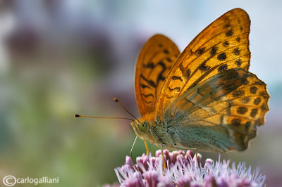 Argynnis paphia