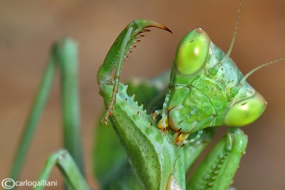 European Dwarf Mantis - Ameles spallanzania