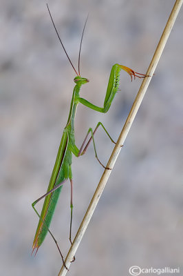 European mantis - Mantis religiosa