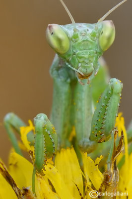 European Dwarf Mantis - Ameles spallanzania